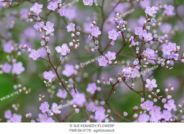 Gypsophila cultivar, Gypsophila, Purple subject