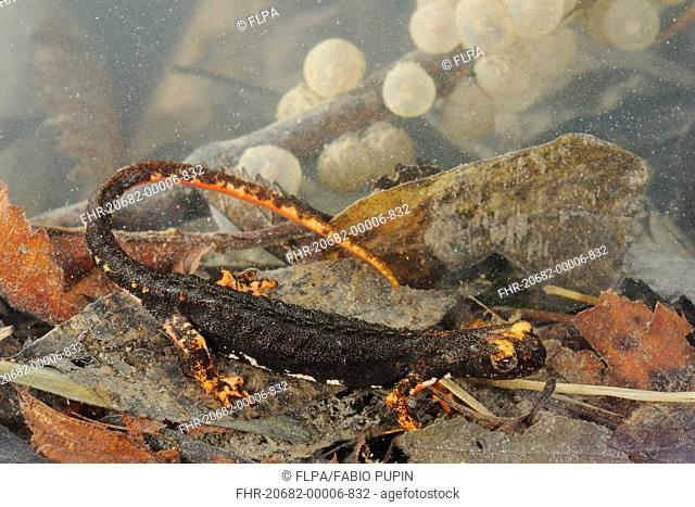 Northern Spectacled Salamander Salamandrina perspicillata adult, with eggs underwater in pond, Italy, april