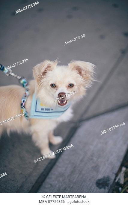 little dog smiling at the camera with a light blue handkerchief
