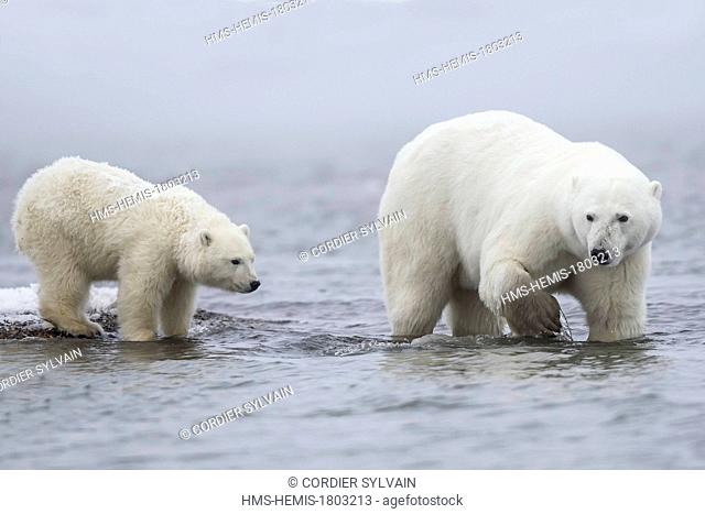 United States, Alaska, Arctic National Wildlife Refuge, Kaktovik, Polar Bear( Ursus maritimus ), mother with one cub along a barrier island outside Kaktovik