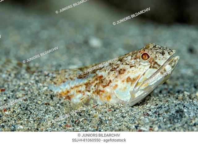 Lizardfish (Synodus dermatogenys) dugged into the sandy ground.
