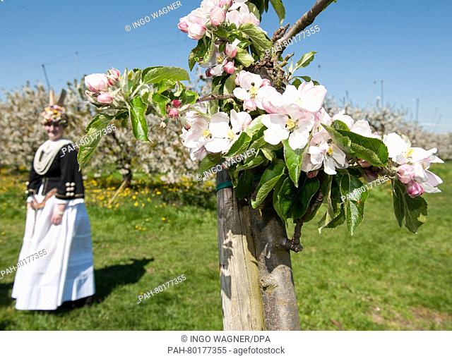 Shortly after her crowning, the new 'Blossom Queen of the Altes Land, ' Hilke Loesing, stands between flowering trees in a cherry orchard in Jork, Germany
