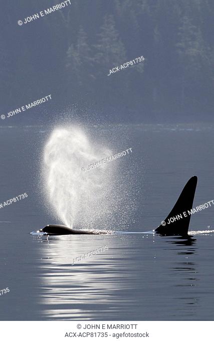 Orca in Johnstone Strait near Telegraph Cove, BC, Canada