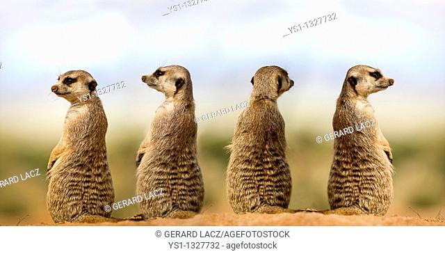 MEERKAT suricata suricatta, ADULTS LOOKING AROUND, SITTING ON SAND, NAMIBIA