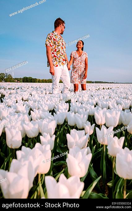 White tulip flower field during spring in the Netherlands Noordoostpolder, white spring tulip field Flevoland