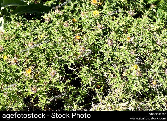 Clustered carline thistle (Carlina corymbosa) is a spiny perennial plant native to Mediterranean Basin and Portugal. This photo was taken in Cies Islands
