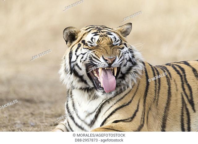 South Africa, Private reserve, Asian (Bengal) Tiger (Panthera tigris tigris), resting, Flehmen, turns the upper lip to catch the odors with the Jacobson's...