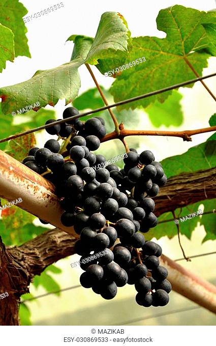 Grapes can be eaten raw or they can be used for making jam, juice, jelly, wine, grape seed extract, raisins, vinegar, and grape seed oil