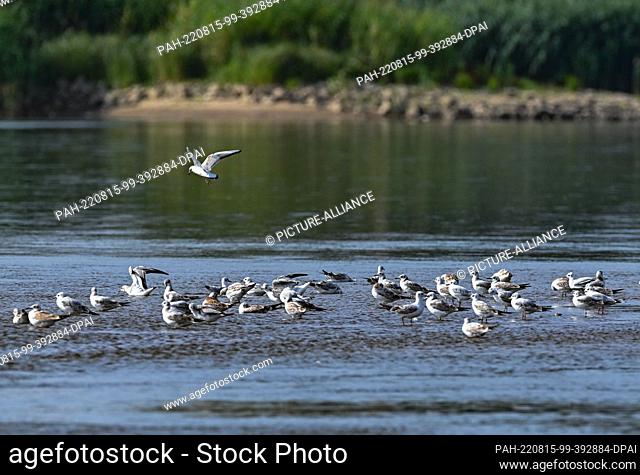 15 August 2022, Brandenburg, Lebus: Seagulls are seen in the water of the German-Polish border river Oder. For several days