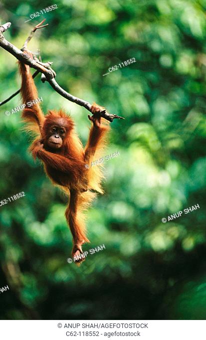 Young Orang-Utan (Pongo pygmaeus). Gunung Leuser National Park. Indonesia