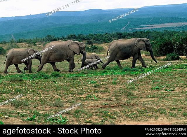 21 May 2001, South Africa, Port Elizabeth: A herd of elephants, elephant family, in Addo National Park in South Africa, 70 kilometres northeast of Port...