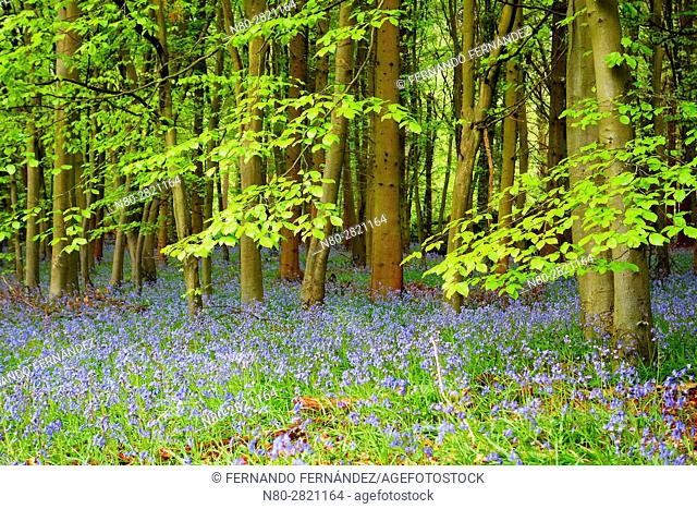 Bluebells. Forest. Pangbourne. Oxfordshire. England
