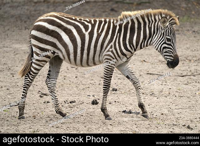 Closeup of a young zebra in a Zoo