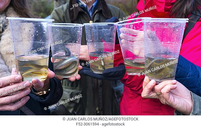 Release of European Eels in the Saja River to strengthen the population and avoid its disappearance. EUROPEAN EEL (Anguilla anguilla), Terán de Cabuérniga