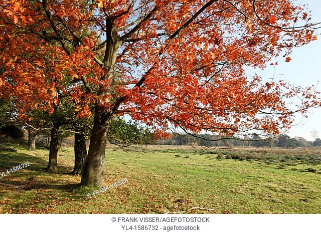 Autumn colors, Leersumse veld, The Netherlands