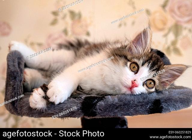 Siberian longhaired kitten is lying on bed and looking at camera