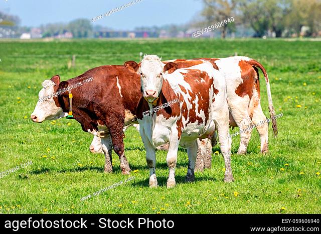 Dutch rural landscape near Groningen with grazing cows