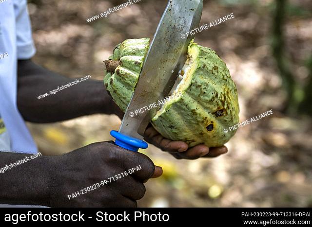 23 February 2023, Ivory Coast, Agboville: A farmer opens a cocoa pod on a cocoa plantation. Federal Minister of Labor Heil and Federal Minister for Economic...