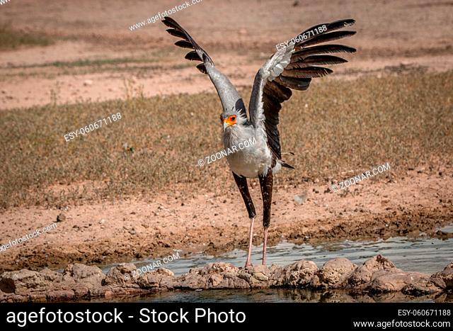 Secretary bird spreading his wings at a waterhole in the Kgalagadi Transfrontier Park, South Africa