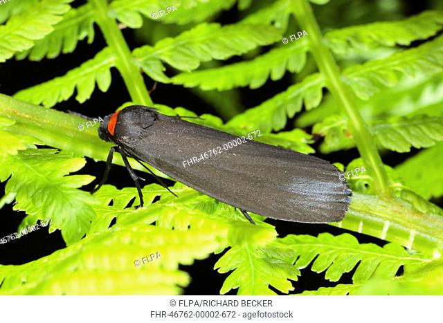 Red-necked Footman Atolmis rubricollis adult, resting on fern frond, Powys, Wales, june