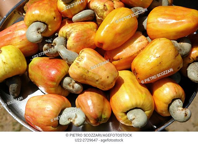 Morjim, India: cashew apples