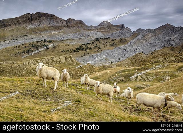 rebaño de ovejas, Linza, Parque natural de los Valles Occidentales, Huesca, cordillera de los pirineos, Spain, Europe