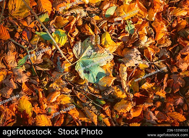 Leaves in warm colors in the fall with maple and beech leaves mixed together in Autumn