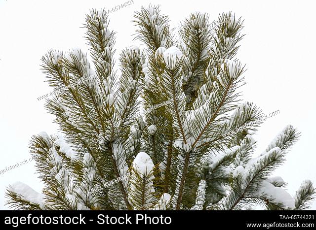 RUSSIA, NOVOSIBIRSK REGION - DECEMBER 14, 2023: The top of a pine tree is seen in the Novosibirsk Forestry in south Siberia in the run-up to New Year's Eve and...