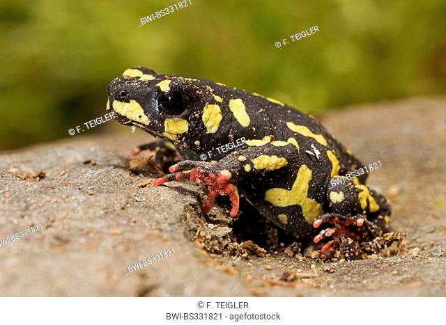 redbelly toad (Melanophryniscus stelzneri), on a stone