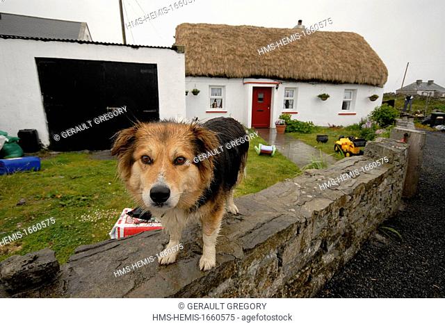 Ireland, County Galway, Aran Islands, Inishmore, dog in the rain, cottage