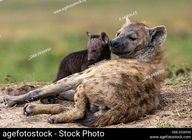 Africa, East Africa, Kenya, Masai Mara National Reserve, National Park, Spotted hyena (Crocuta crocuta), adult and young