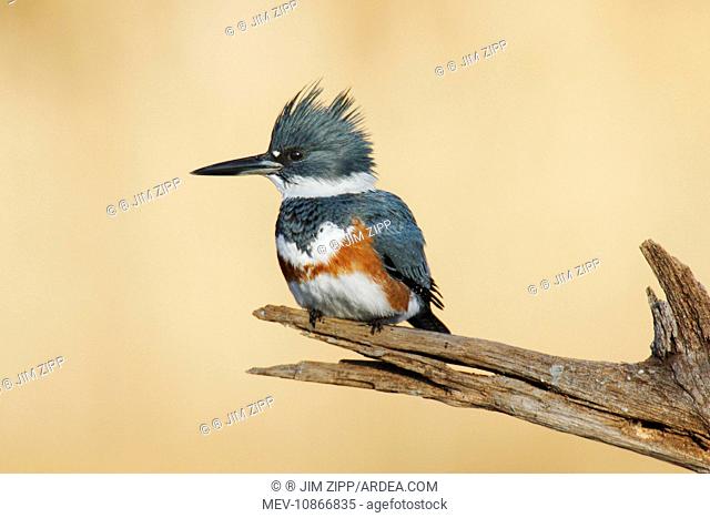 Belted Kingfisher - female (Ceryle alcyon)