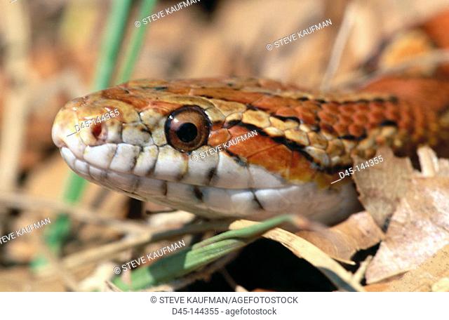 Corn Snake (Elaphe guttata guttata). Florida. USA