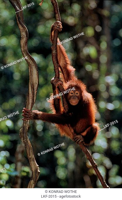 Orang Utan, Pongo pygmaeus, Gunung Leuser National Park, Sumatra, Indonesia, Asia