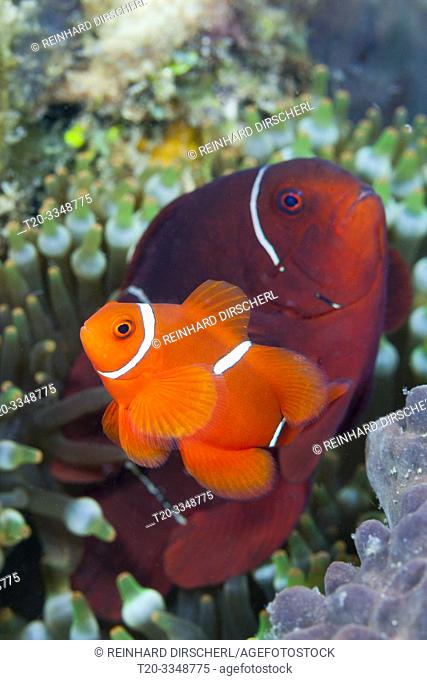 Pair of Spinecheek Clownfish, Premnas aculeatus, Tufi, Solomon Sea, Papua New Guinea