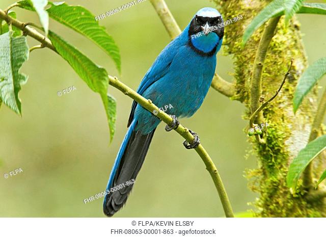 Turquoise Jay (Cyanolyca turcosa) adult, perched on twig in montane rainforest, Andes, Ecuador, November
