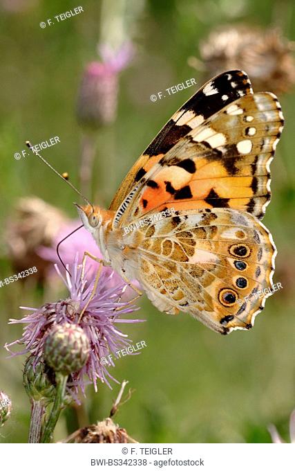 painted lady, thistle (Cynthia cardui, Vanessa cardui), sucking nectar from a thistle, Germany
