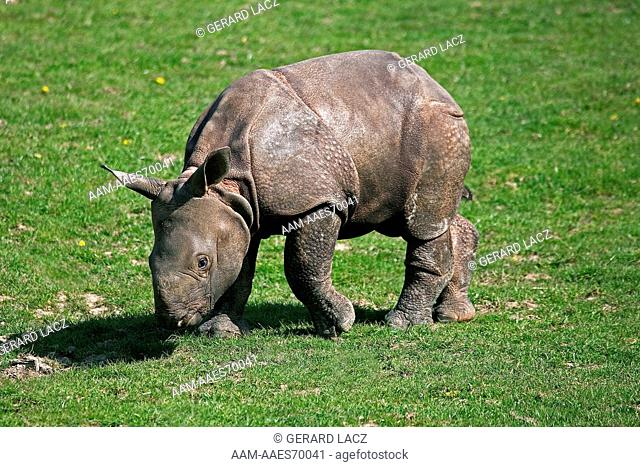 Indian Rhinoceros Rhinoceros Unicornis, Calf Standing On Grass