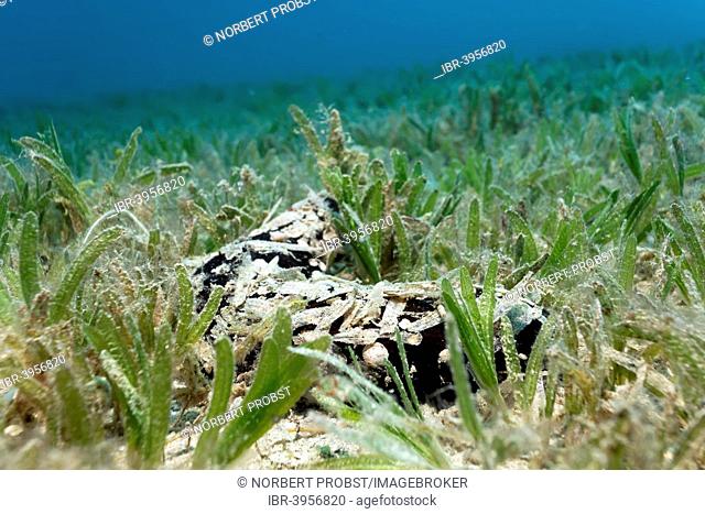 Sea cucumber (Actinopyga miliaris) camouflaged with leaves of the seagrass meadow, Makadi Bay, Red Sea, Hurghada, Egypt