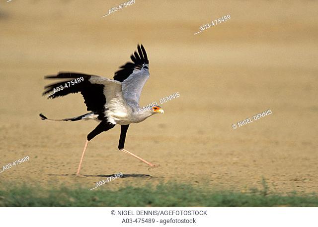 Secretarybird, Sagittarius serpentarius, taking off, Kgalagadi Transfrontier Park, Kalahari, South Africa