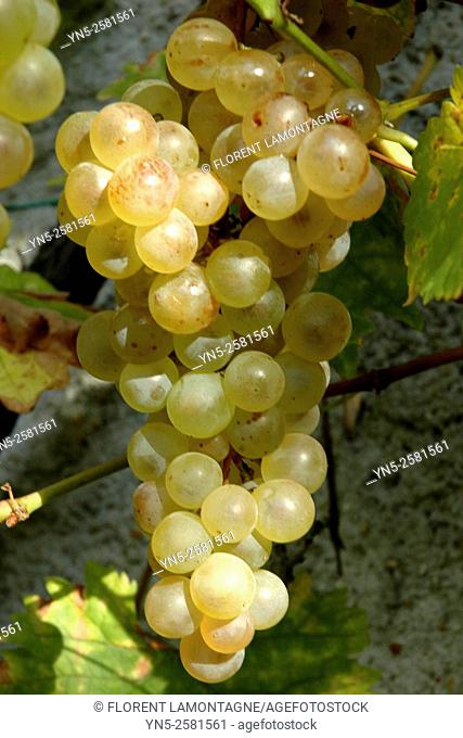 Bunch of yellow grape 'Chasselas Danuta'