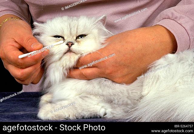 Woman with white Persian house cat, cleaning eyes