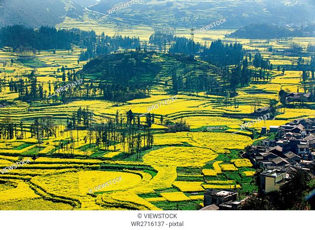 Rape fields in Luoping County, Yunnan Province, China