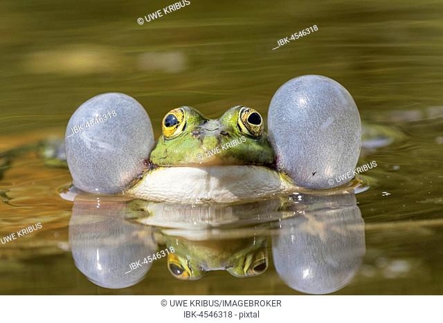 Edible Frog (Pelophylax esculentus) with sound bubbles, reflection, garden pond, Oelsnitz in the Vogtland, Saxony, Germany