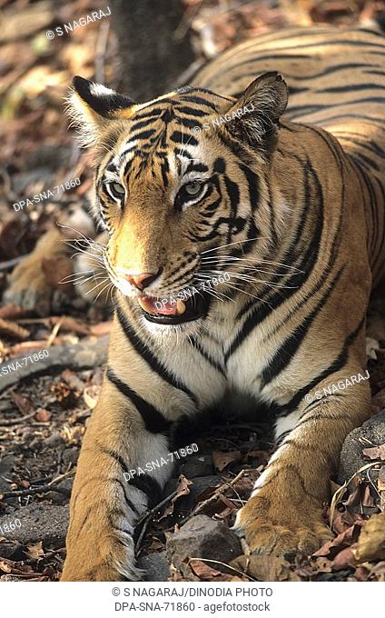 Tiger (Panthera tigris) , Bandhavgarh National Park , Madhya Pradesh , India