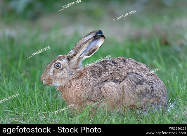 Feldhasen ernaehren sich ausschliesslich von pflanzlicher Kost - (Europaeischer Feldhase) / European Hare is herbivorous and during summer they feed on grasses