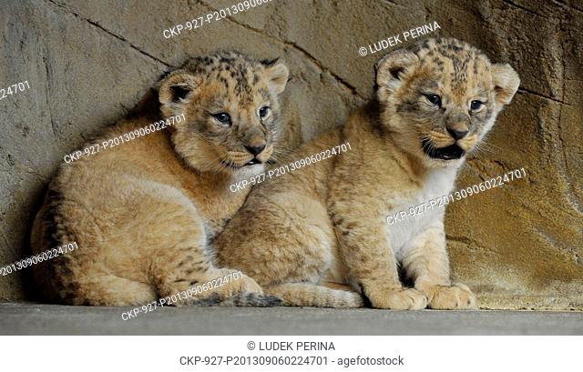 Cubs of Barbary lion Basty and Terry were weighed and deworming in a zoo in Olomouc, Czech Republic, September 6, 2013. This subspecies of lion that became...