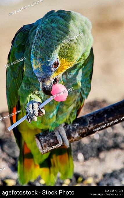 blue-fronted parrot is eating a lollipop at the beach in Spain