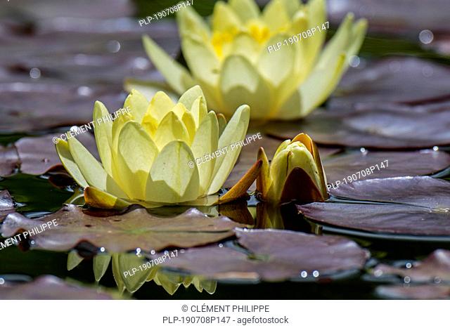 Yellow cultivar of Nymphaea / water lilies in flower in pond