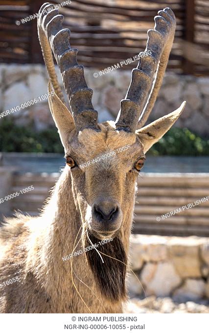 Close-up of Nubian Ibex (Capra nubiana) in desert, Makhtesh Ramon, Negev Desert, Israel
